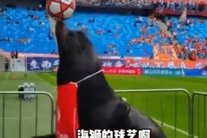 中超齐鲁德比请来海狮助阵，现场进行顶球表演